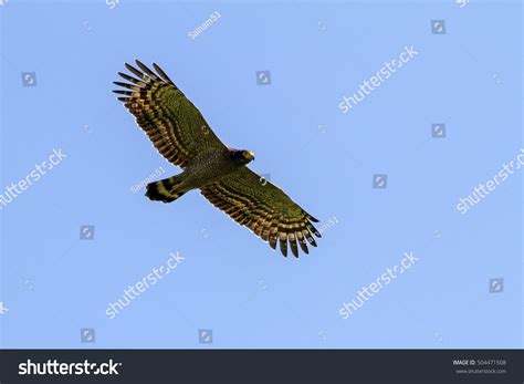 Crested Serpent-Eagle Flying In The Nature. Stock Photo 504471508 ...