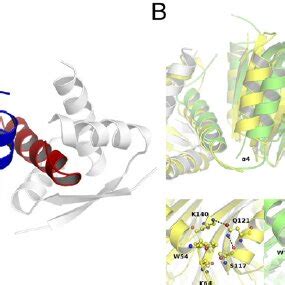 A Structure Of H A Mutant Hp Nikr With The Ni Ii Sites