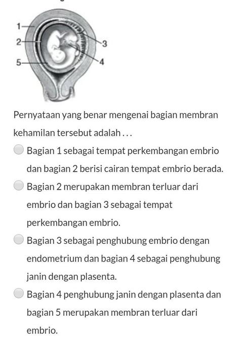 Tahapan Perkembangan Embrio Pada Manusia Secara Berurutan Adalah Sri