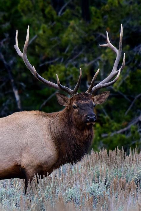 Elk Up Close Photograph By Dwight Eddington Fine Art America