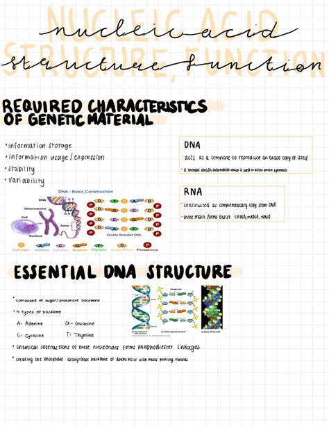 Nucleic Acid, Structure And Function - BIO 101 - Studocu