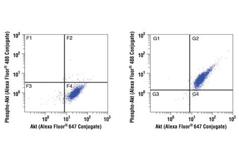 Akt 5g3 Mouse Mab Alexa Fluor® 647 Conjugate Cell Signaling Technology