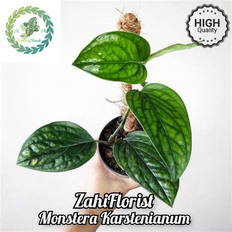 Jual Tanaman Hias Monstera Karstenianum Tanaman Hias Sirih Badak