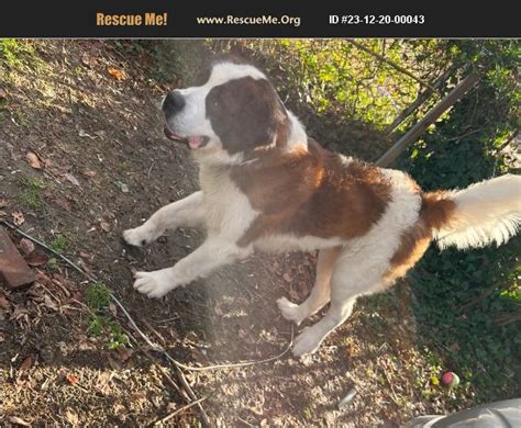 ADOPT 23122000043 Saint Bernard Rescue Vineland NJ