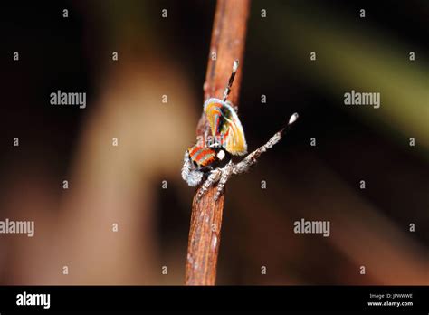 Male Peacock Spider performing mating dance - Australia Stock Photo - Alamy