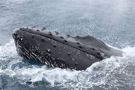 Fundo Baleia Jubarte Na Expedição à Vela Na Antártica Mamíferos Foto E