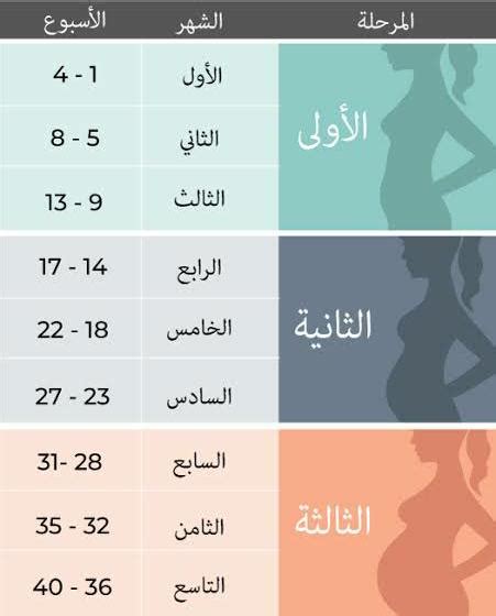 الاسبوع 31 من الحمل أعراضه وتطورات نشأة وتكوين الجنين