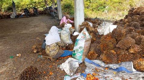 Catat Mulai Tanggal Ini Pabrik Di Seluma Bengkulu Tutup Pembelian Tbs