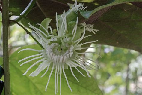 Passiflora Trifasciata Lem Plants Of The World Online Kew Science