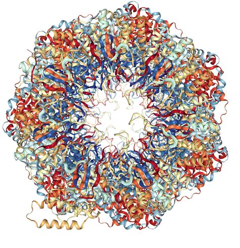 Hsp60 Protein Overview Sequence Structure Function And 57 Off