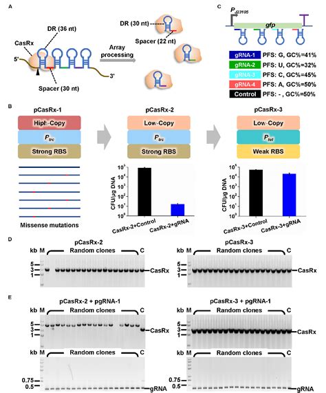 Crispr Cas D Mediated Microbial Rna Knockdown Semantic Scholar