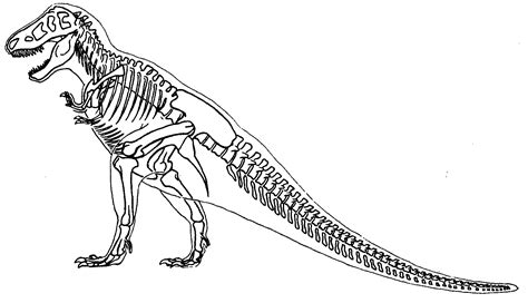 Tyrannosaurus Rex Skeleton Drawing At Paintingvalley Explore