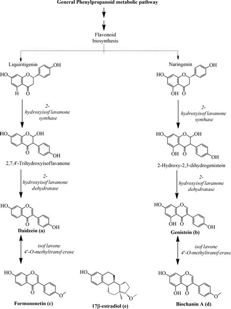 Isoflavonoids Biosynthetic Pathway Showing The General Phenylpropanoid