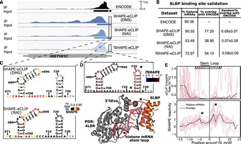 Footprinting SHAPE ECLIP Reveals Transcriptome Wide Hydrogen Bonds At