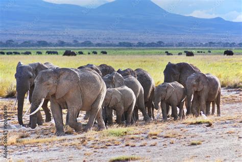 Elephant Serengeti Tanzania. The Serengeti hosts the largest mammal ...