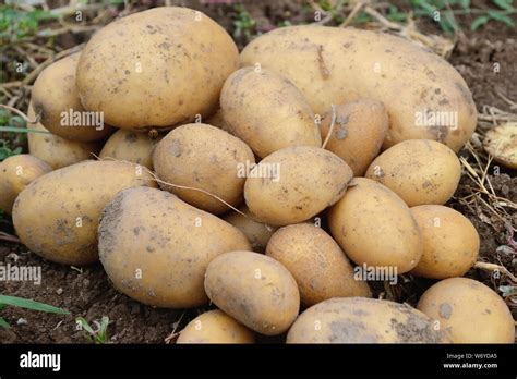 Harvest Of Fresh Potatoes In The Field Solanum Tuberosum Stock Photo