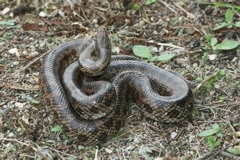 Prairie Kingsnake Lampropeltis Calligaster Calligaster Psychotic Nature