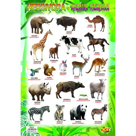 Jual Poster Edukasi Anak / Poster Tabel Hewan Herbivora Kiky - Jakarta ...