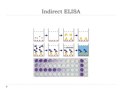 Ppt Elisa Powerpoint Presentation Free Download Id4893401