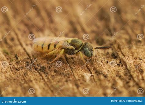 Closeup On A Colorful Rarely Photographed Small Clear Steppe Solitary