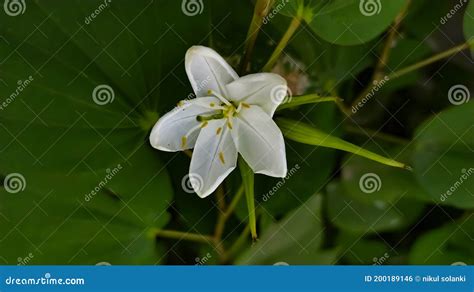 Bauhinia Acuminata Is A Species Of Flowering Shrub Native To Tropical