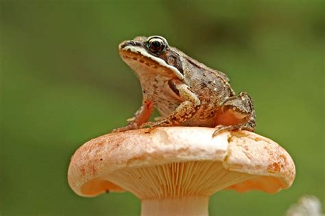 Wood Frogs In Some Regions Appear To Rely On Antifreeze To Survive