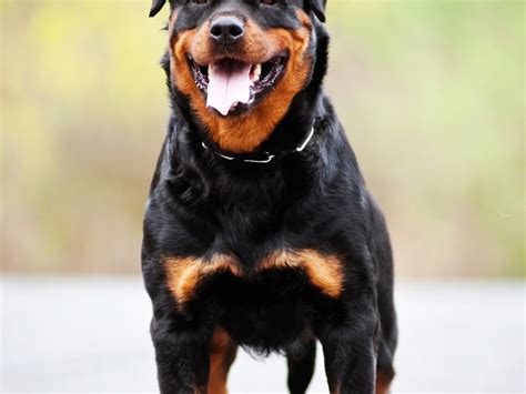 Aprender Sobre 86 Imagem Maior Rottweiler Do Mundo Br Thptnganamst