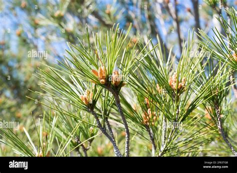 Young Branches Of Aleppo Pine Tree Pinus Halepensis With Buds And