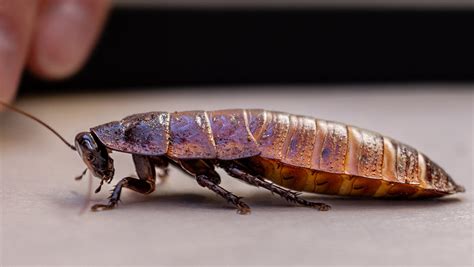 Madagascar Hissing Cockroach Zoo Boise