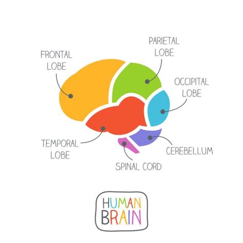 Diagrama Cerebro Im Genes Vectoriales Gr Fico Vectorial De Diagrama