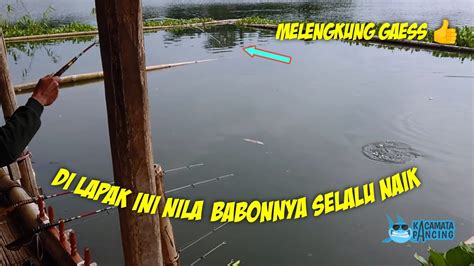 Mancing Saguling Terbaru Mancing Nila Babon Umpan Lumut Youtube