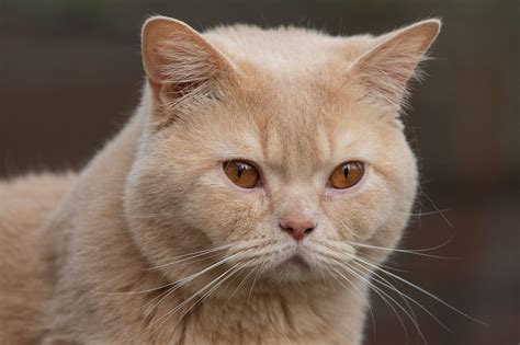 Facts About Cream Colored Cats Cream Tabby Cats Thatcatblog