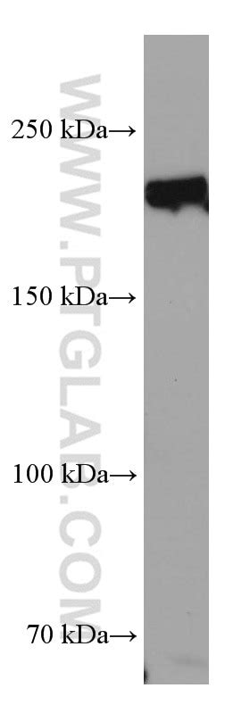 TEX14 Monoclonal Antibody United Bio Research