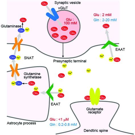 Glutamate Transporter Inhibitors Bound At The Domain Interface The Download Scientific Diagram