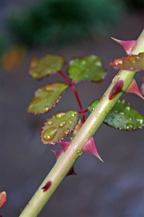 Southern Lagniappe Why Roses Have Thorns