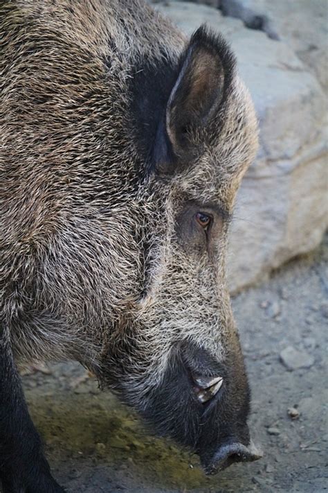 Wildschwein Schwein Eber Kostenloses Foto Auf Pixabay