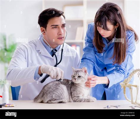 The Cat Being Examining In Vet Clinic Stock Photo Alamy