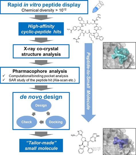 药化研究新思路从环肽到小分子化合物 知乎