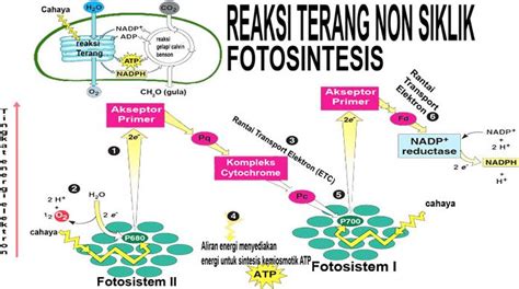 Perhatikan Bagan Reaksi Terang Fotosintesis Berikut Ini Bagian A Dan B Secara Berurutan Adalah