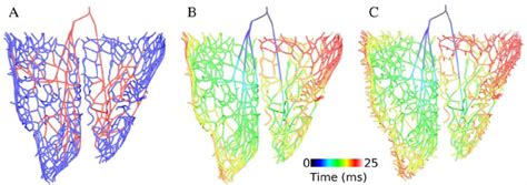 3D Model Of Purkinje Network A New Model Of Purkinje Network Consists