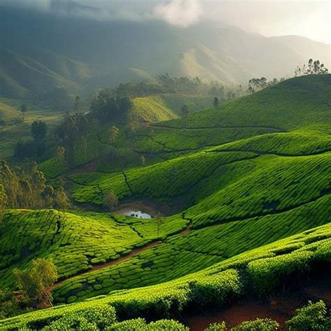 valparai indias hidden gem desi tours