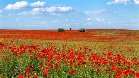 In Poppies Ivan Nikolaichuk Flickr