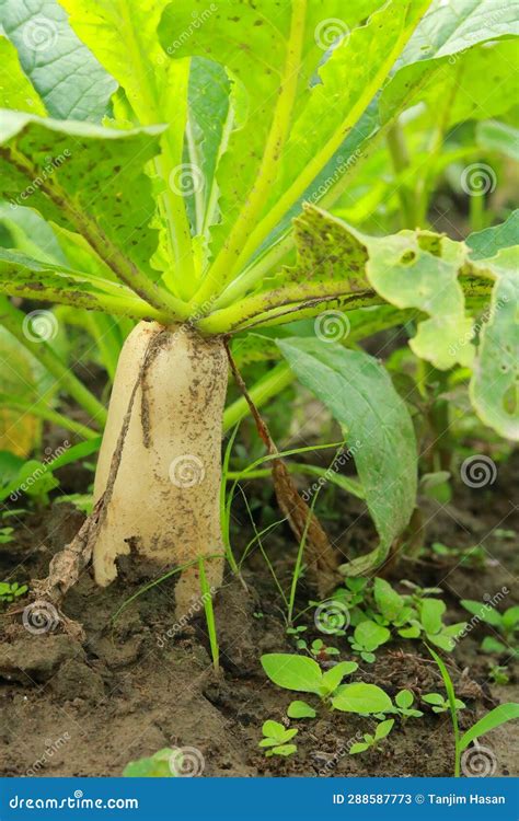 Fresh White Radish In The Farmland Harvesting The White Radishes