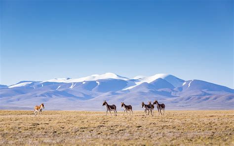 Plateau Du Tibet Du Qinghai 2021 Prairies Animaux Sauvages 5k