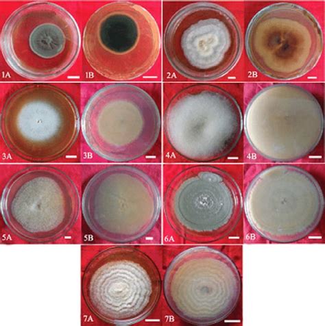 Colonies Of The Seven Fungal Species On Pda Medium At Different