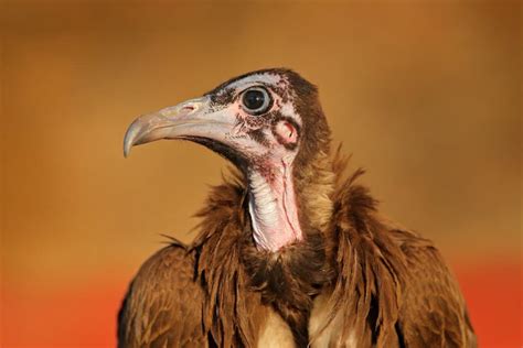 Meet the Hooded Vulture - The Scavenger’s Diet, Habitat, and Fun Facts