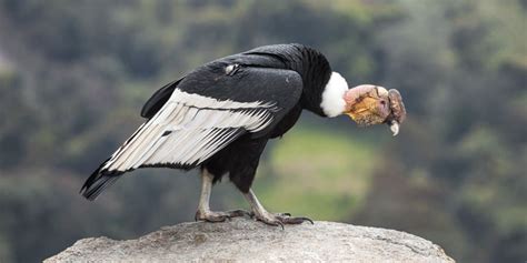 The Largest Birds Of Prey In The World Giant Raptors