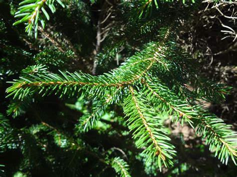 White Spruce Picea Glauca Tree Canada