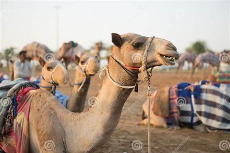 Dubai Camel Racing Club Camels Waiting To Race At Sunset Stock Image