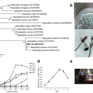 Phylogeny And Growth Profile Of Aspergillus Sydowii Ms A